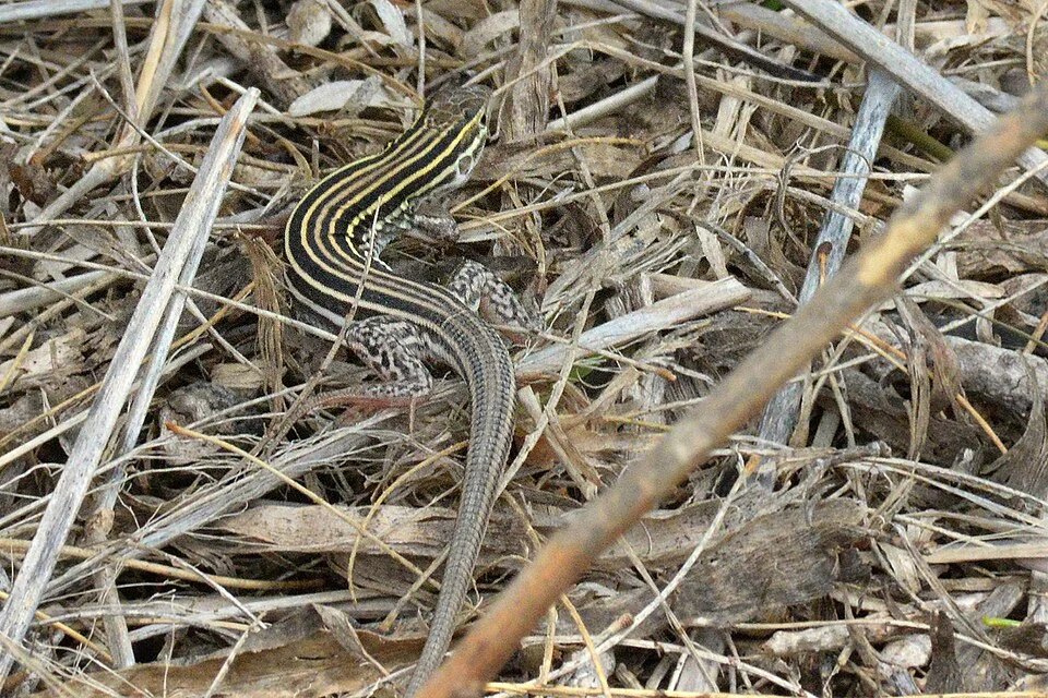 Laredo striped whiptail (Aspidoscelis laredoensis), in situ, Hidalgo County, Texas, 15 April 2016