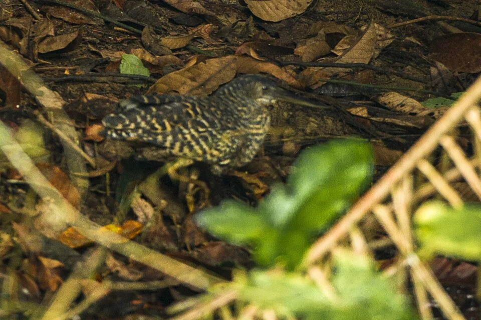A White-crested Tiger-Heron (Tigriornis leucolopha) in the Ankasa Conservation Area (Ghana)