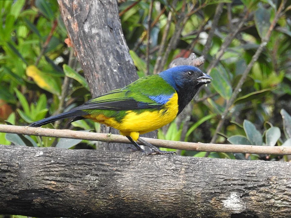 Cnemathraupis eximia, 0°07'39.0"S 78°35'26., 0, Quito, Ecuador, 2019-03-17 (iNaturalist).