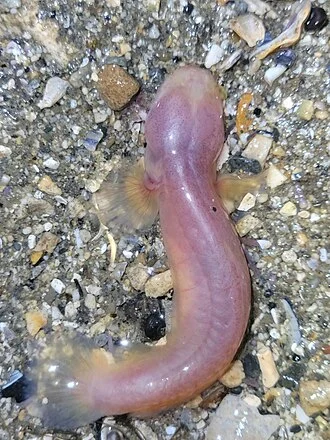 Blind Goby (Typhlogobius californiensis) in the United States