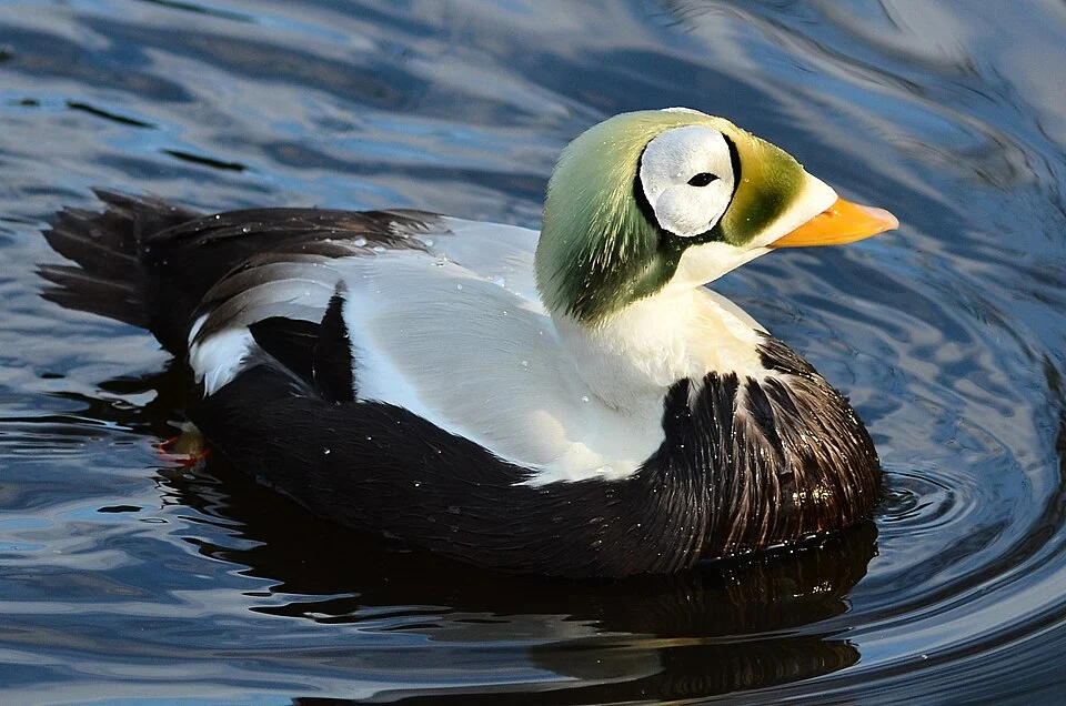 Spectacled Eider (Somateria fischeri) (male) at Weltvogelpark Walsrode (Walsrode Bird Park, Germany)