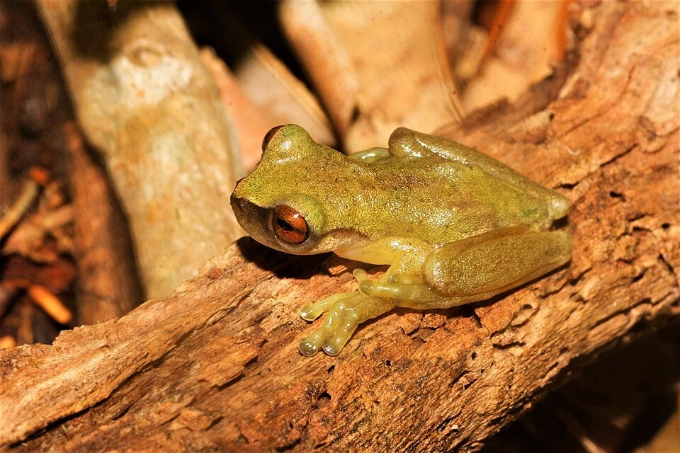 Río Aloapan Tree Frog (Exerodonta abdivita)