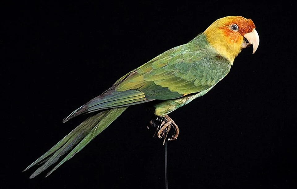 Conuropsis carolinensis Linnaeus, 1758