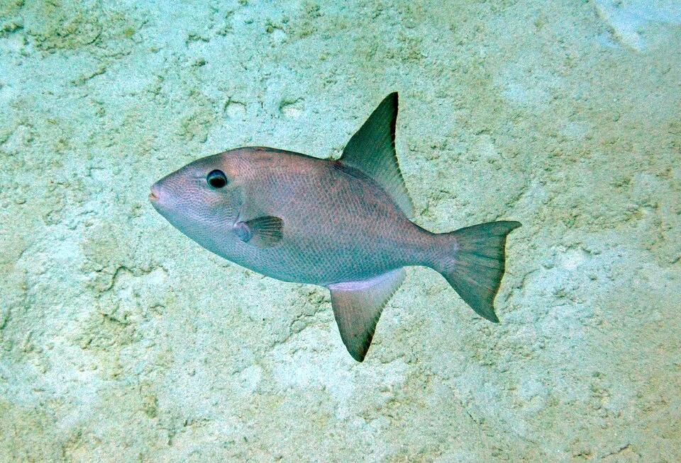 Canthidermis sufflamen (Mitchill, 1815) - ocean triggerfish.
Classification: Animalia, Chordata, Vertebrata, Actinopterygii, Tetraodontiformes, Balistidae

Locality: west of Bamboo Point, northern Fernandez Bay, western margin of San Salvador Island, eastern Bahamas