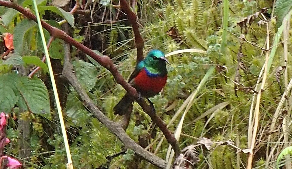 Ruwenzori Double-collared Sunbird, spotted on the way to John Matte Hut on the Central Circuit Trail, Rwenzori National Park, Uganda.