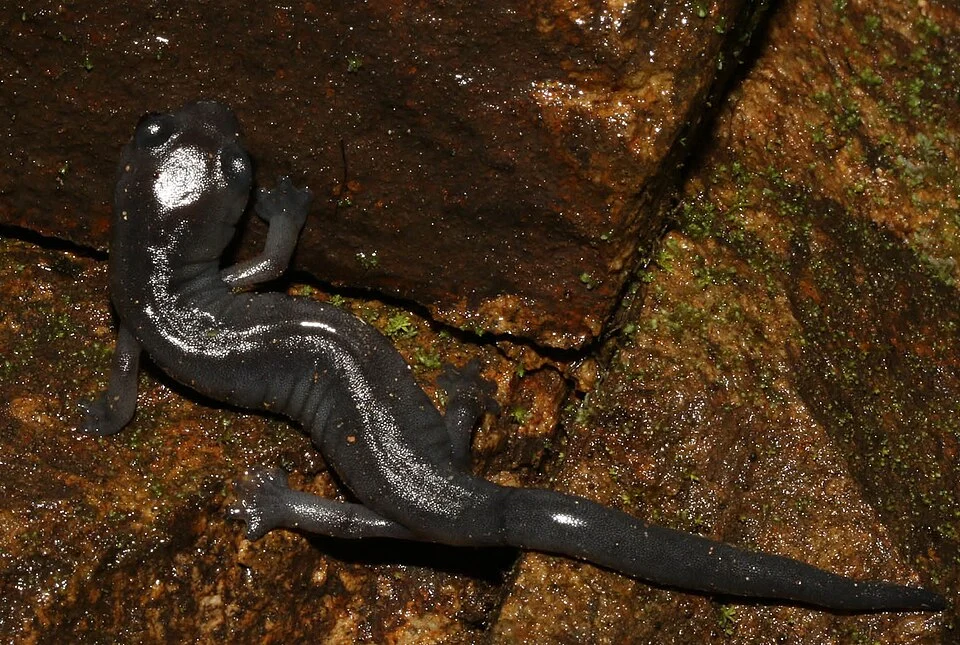 Oaxacan Mushroomtongue Salamander (Bolitoglossa macrinii)