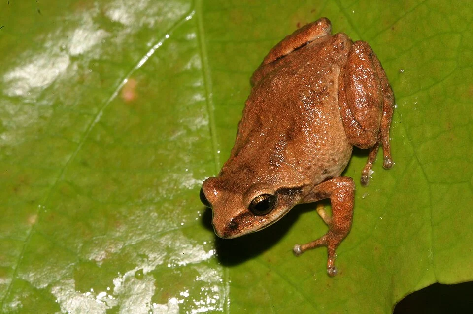 Raorchestes tinniens (Jerdon, 1854)
