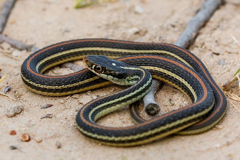 Western Ribbon Snake (Thamnophis proximus)