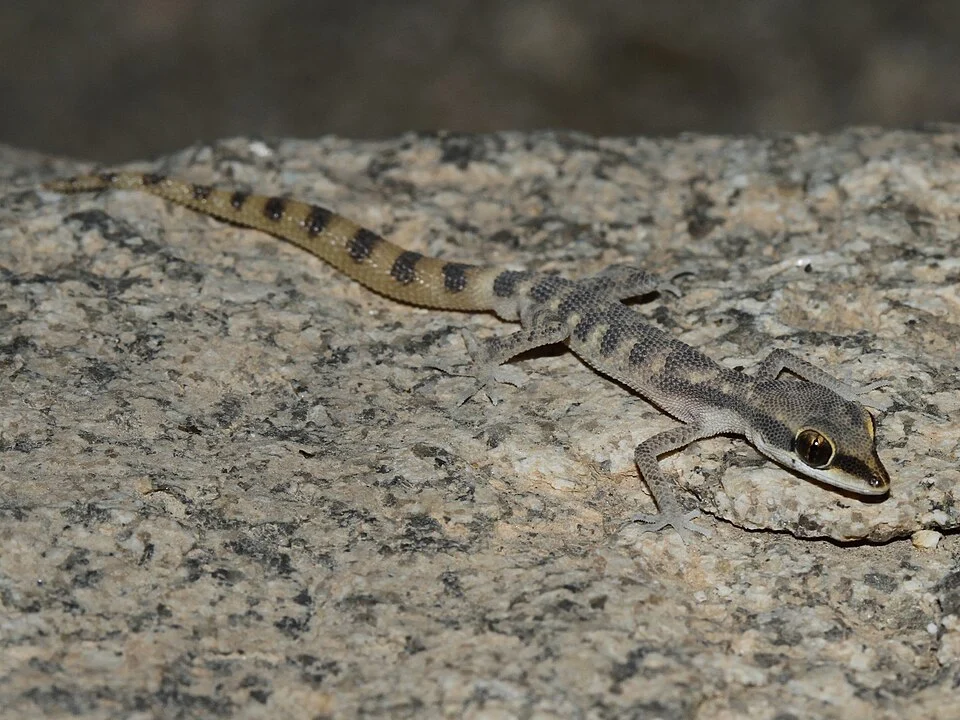 Bishari Dwarf Gecko (Tropiocolotes bisharicus). Species of reptile.