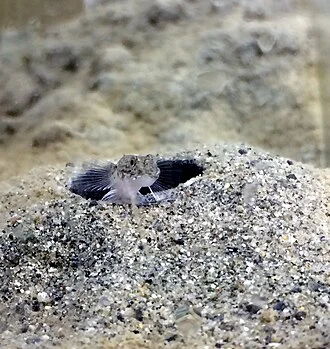 Arrow Goby, USA, Eld Inlet, Olympia, WA, Oct 25, 2016, 3 cm,