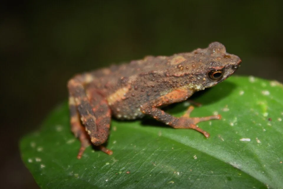These were quite common and calling noisily from vegetation next to, or overhanging, a forest stream within Kinabalu National Park, at approximately 1585m above sea level.
