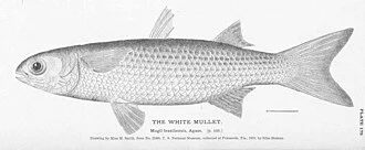 White Mullet
Mugil brasiliensis, Agass.

Subject: White mullet
Tag: Fish