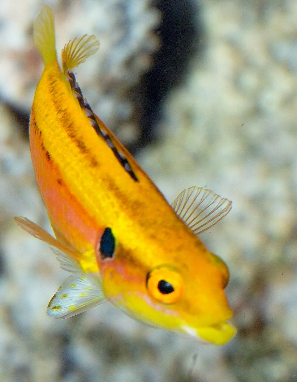 Bodianus bimaculatus in an aquarium060916 M's Aquarium 26