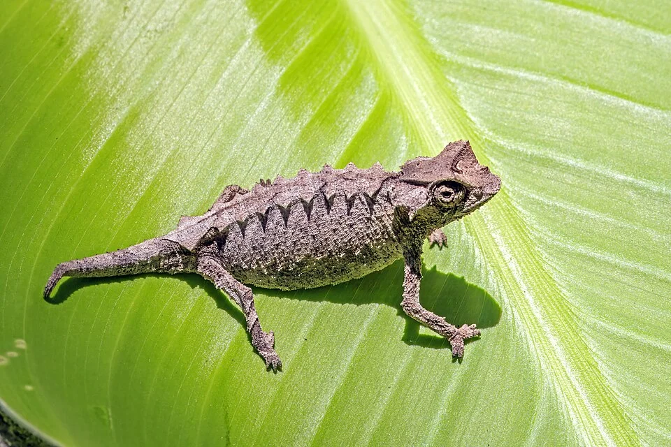 Decary's leaf chameleon (Brookesia decaryi), Ranomafana National Park, Madagascar. Previously identified as stump-tailed chameleon (Brookesia superciliaris). Mark Scherz has identified this as most likely being Brookesia decaryi or Brookesia brunoi. Neither have been recorded in this locality.