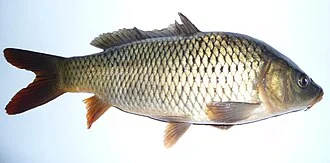 Common carp or European carp (Cyprinus carpio)