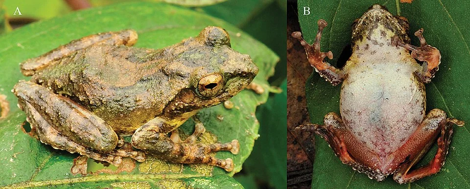 Figure 7; lateral-dorsal (A) and ventral (B) views of the holotype of Kurixalus yangi sp. n. in life.