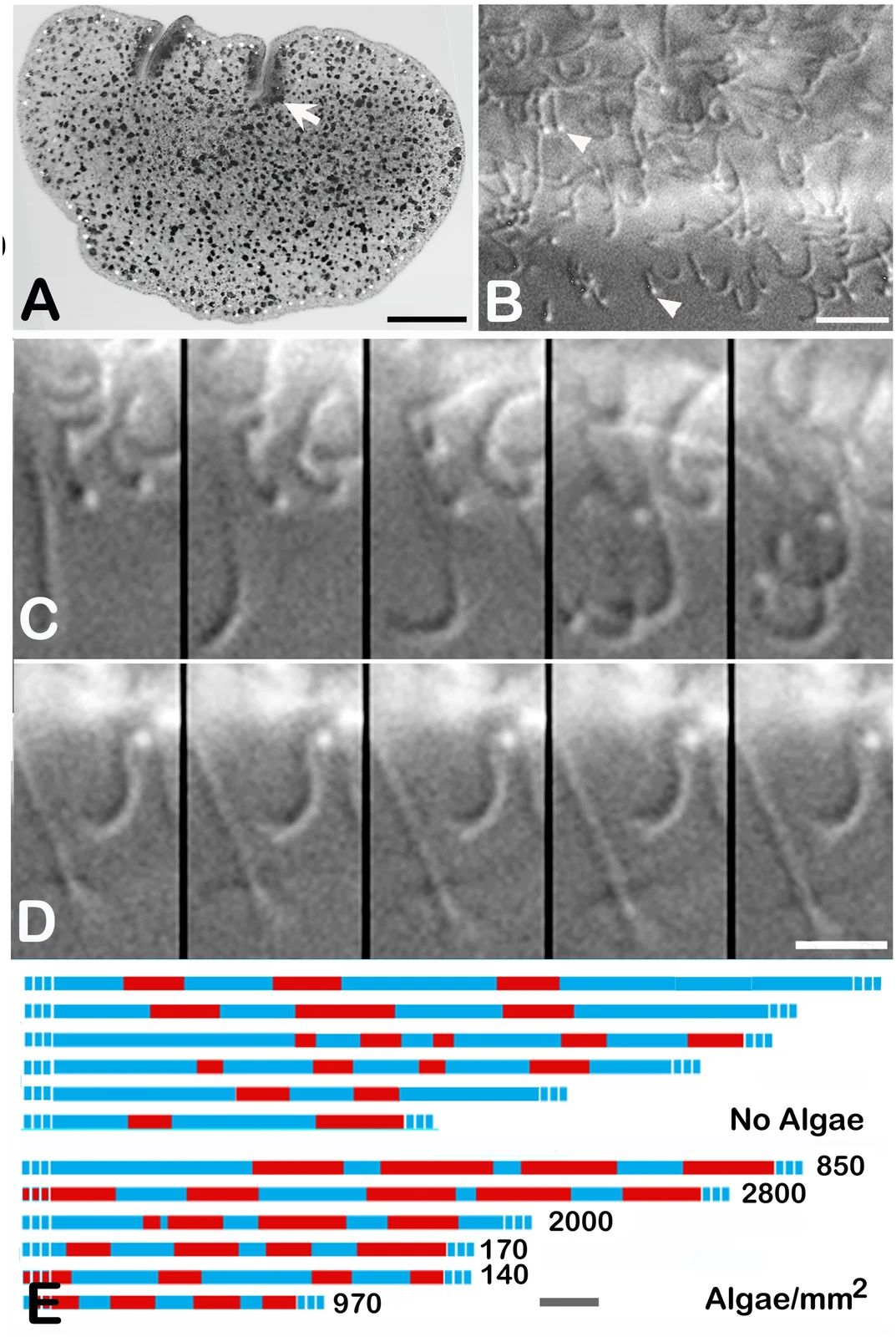Trichoplax adhaerens Grell-strain whole animal and ciliary microscopy with movement timelines, Smith, Pivovarova and Reese 2015 figure1