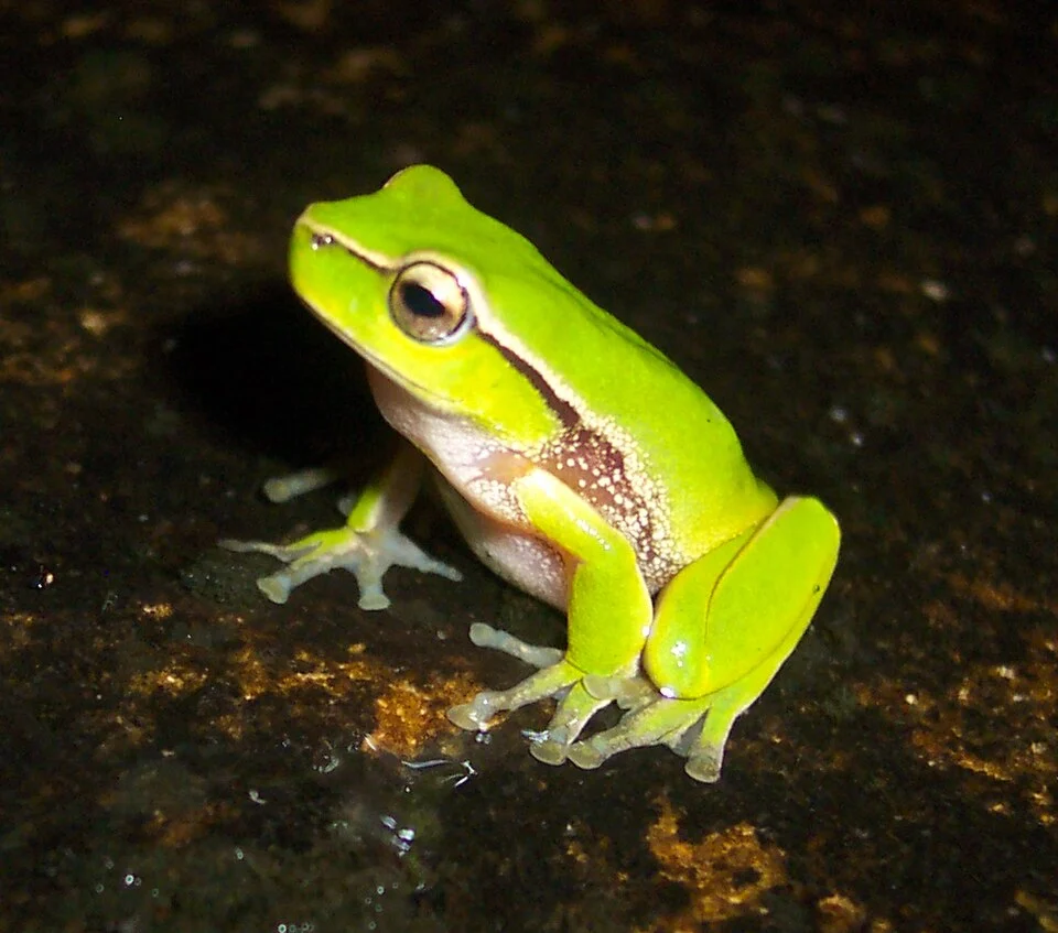 A Southern Leaf Green Tree Frog, Litoria nudidigitus, from the Southern Highlands of New South Wales.