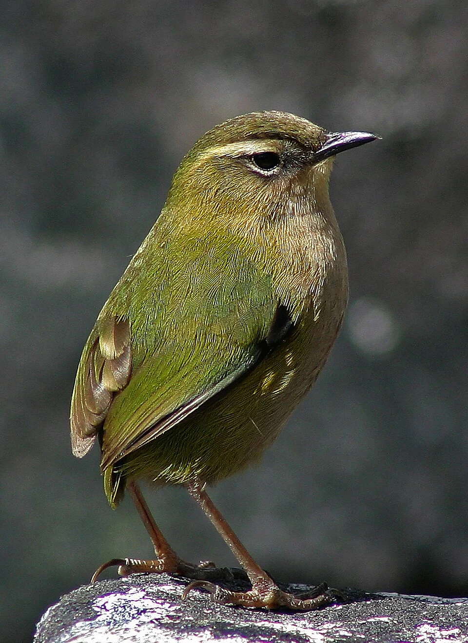New Zealand Rock Wren (Xenicus gilviventris)