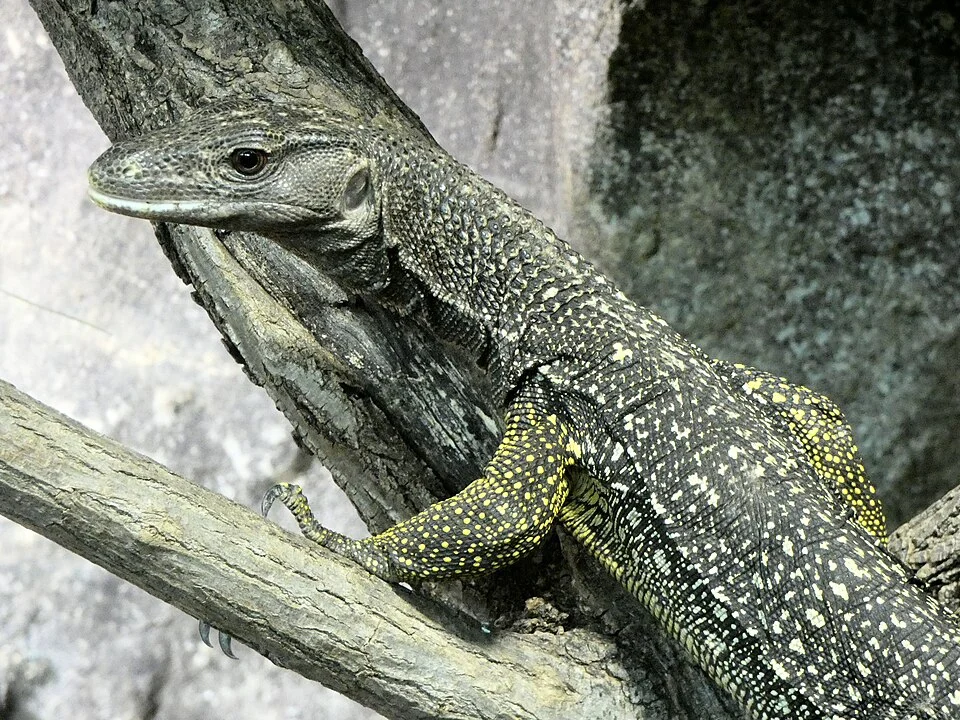 Philippinen-Bindenwaran (Varanus nuchalis) im Zoo Halle (Saale)