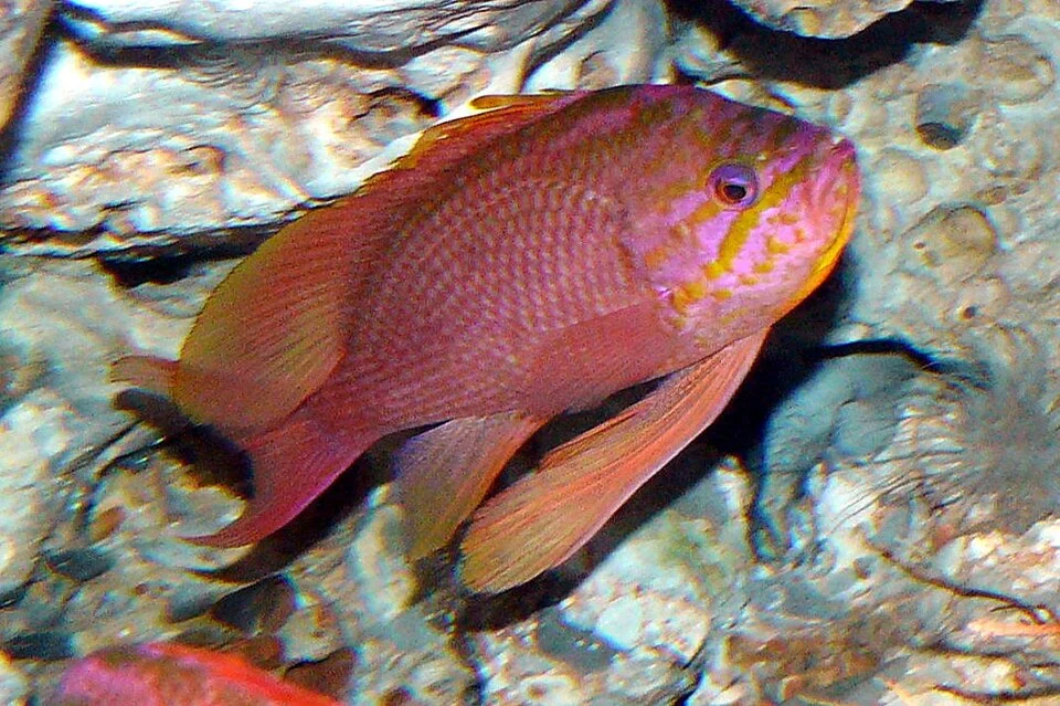 Anthias anthias, male