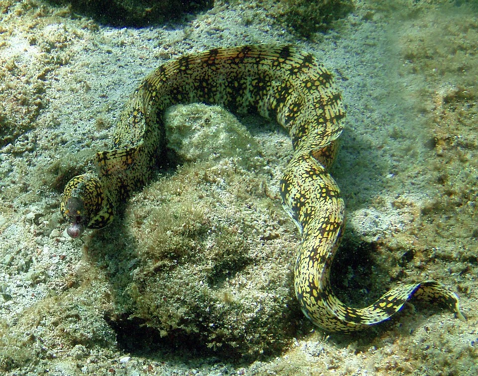Snowflake moray, Echidna nebulosa in Kona, Island of Hawaii, Hawaii, United States