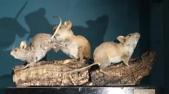 a trio of taxidermied Peromyscus difficilis