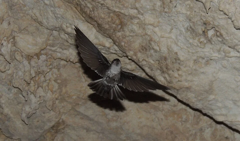 Kopeka bird on Atiu island