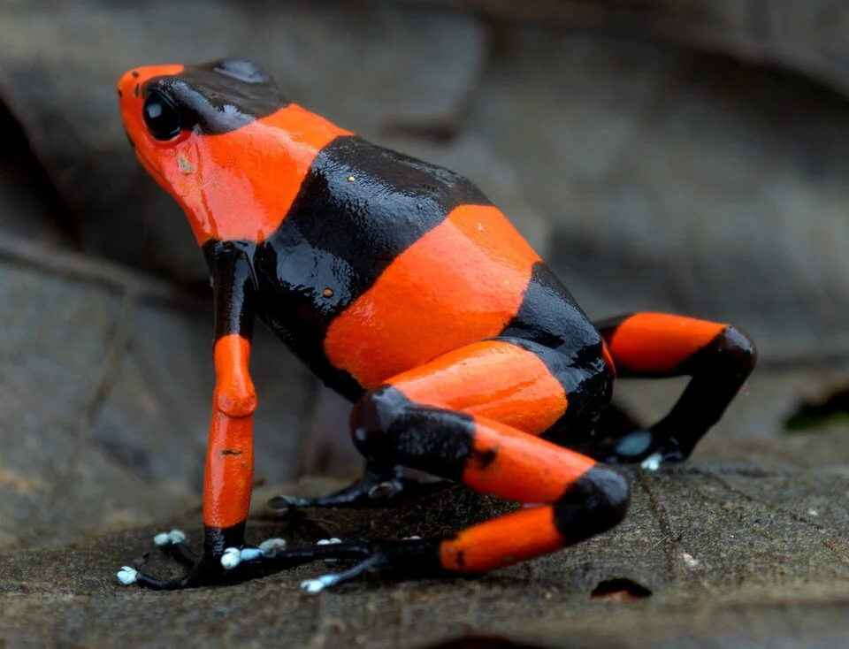 Red-banded Poison Frog (Oophaga lehmanni)