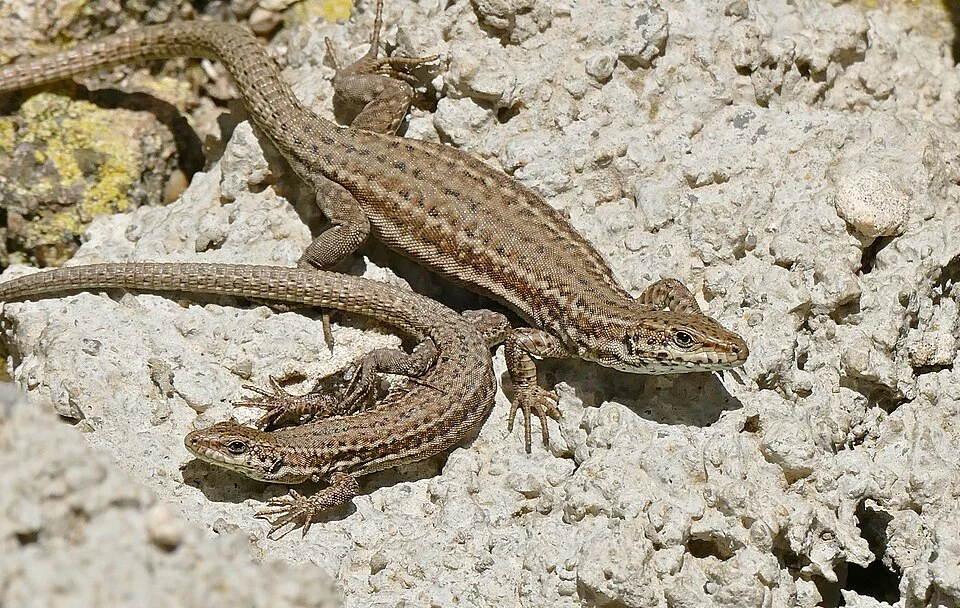 Montels, Hérault, FRANCE
