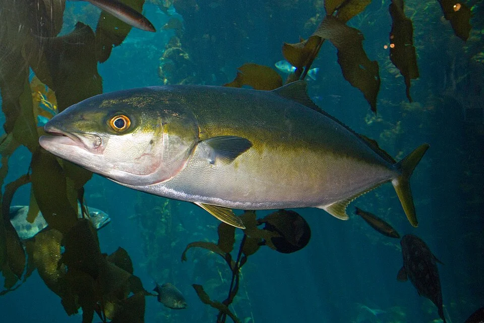 Yellowtail amberjack  (Seriola lalandi) taken at California, U.S.A.
