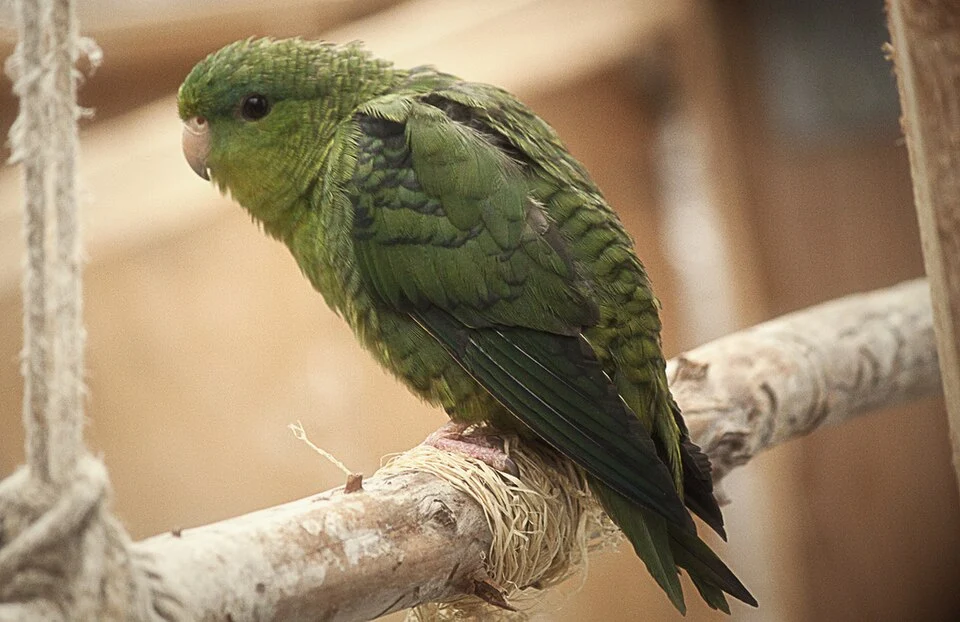 A Barred Parakeet (also known as Lineolated Parakeet) in captivity.