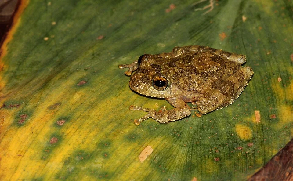 Pseudophilautus fergusonianus