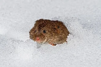 Eastern meadow vole (Microtus pennsylvanicus) emerging from a burrow or runway in the snow in Kennebunk, Maine, USA.