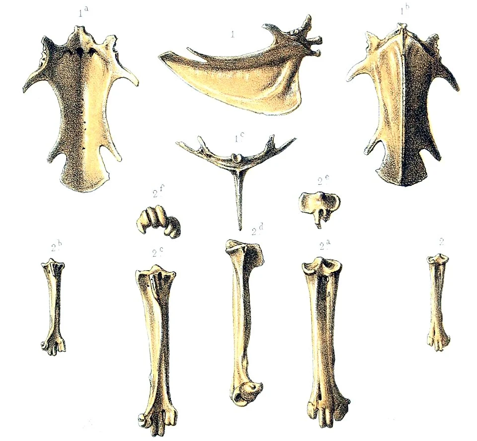 Subfossils of Nesoenas rodericanus (1) and bones originally assigned to Nesoenas picturatus (2) which are now also thought to belong to N. rodericanus (Hume, 2011).