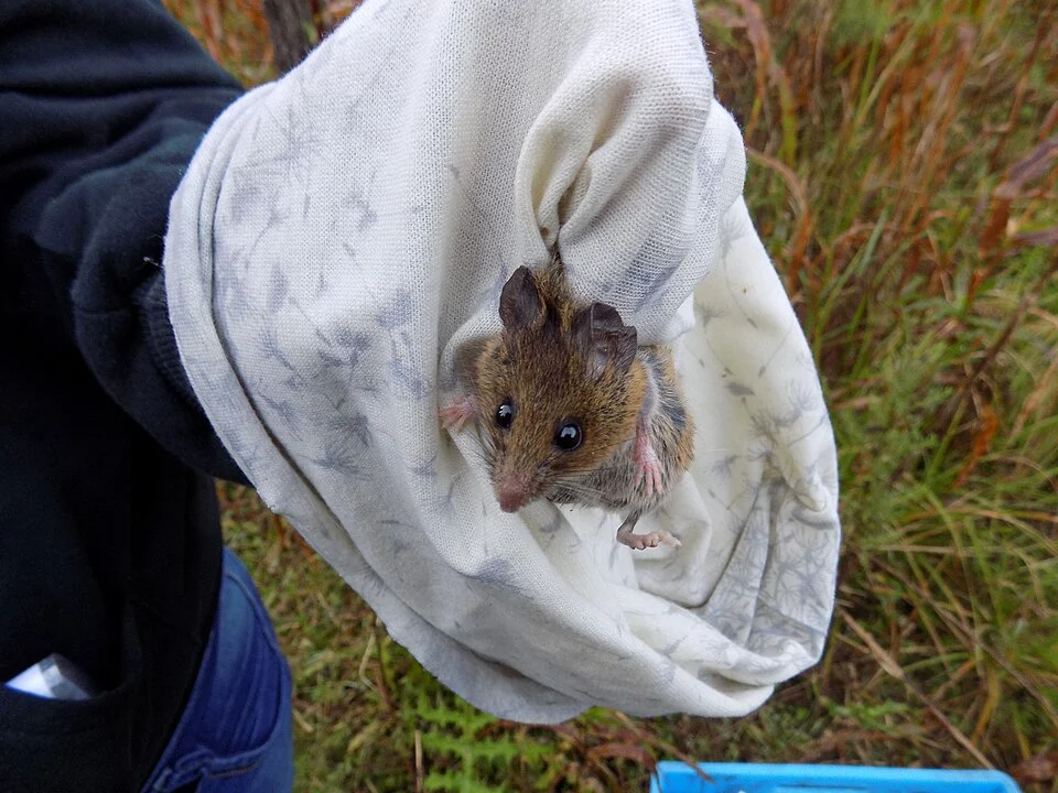 Peromyscus aff aztecus entre el Zea