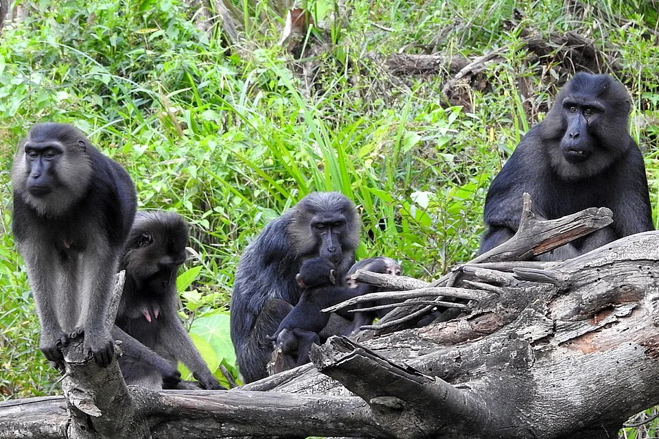 Sulawesi Booted Macaque (Macaca ochreata) in Indonesia