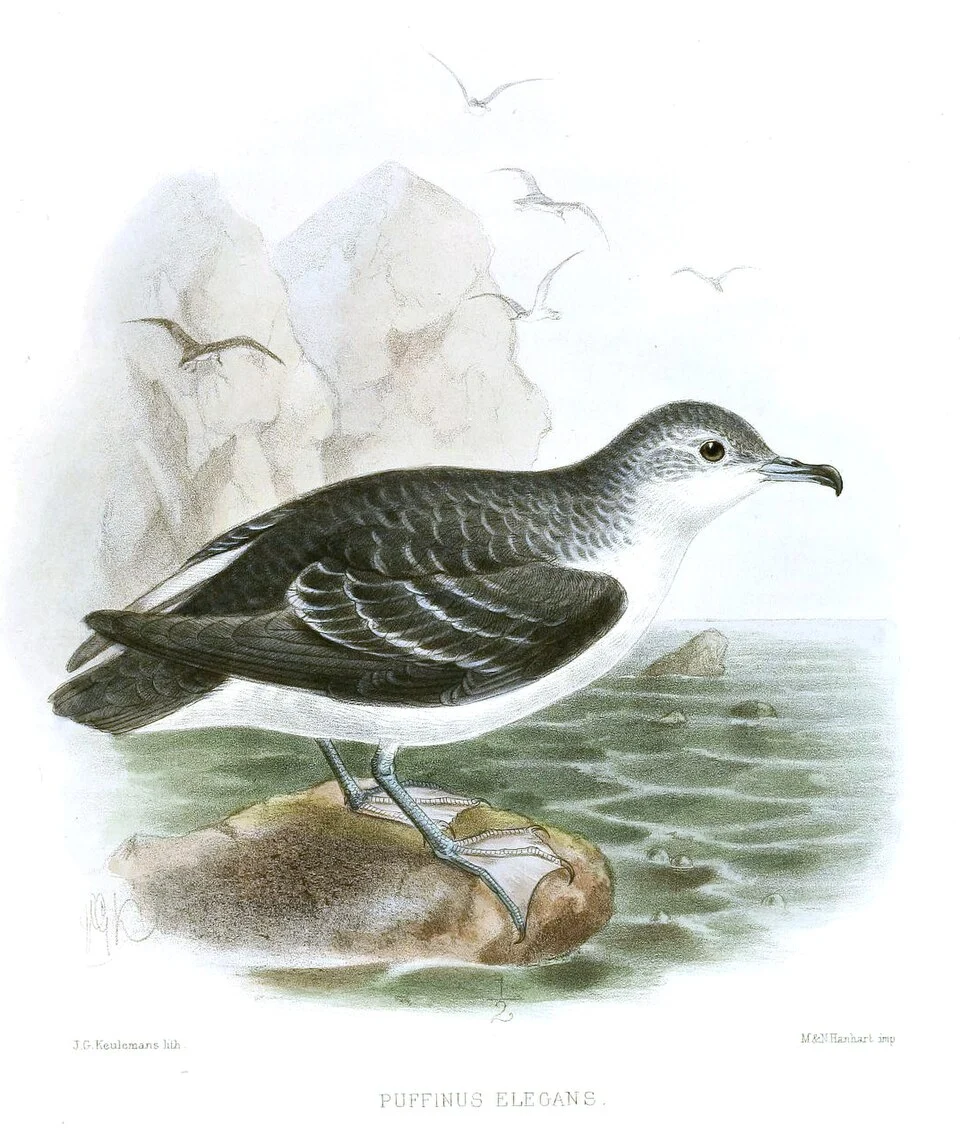 Puffinus elegans = Puffinus assimilis elegans