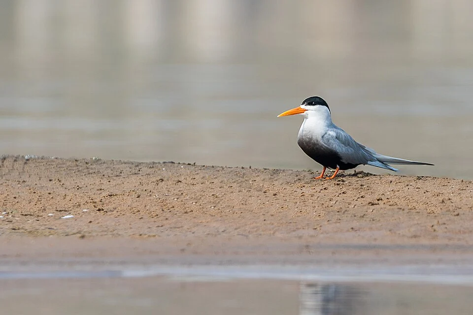 Black-bellied Tern Sterna acuticauda, taken at National Chambal Sanctuary in India, Morena, Madhya Pradesh