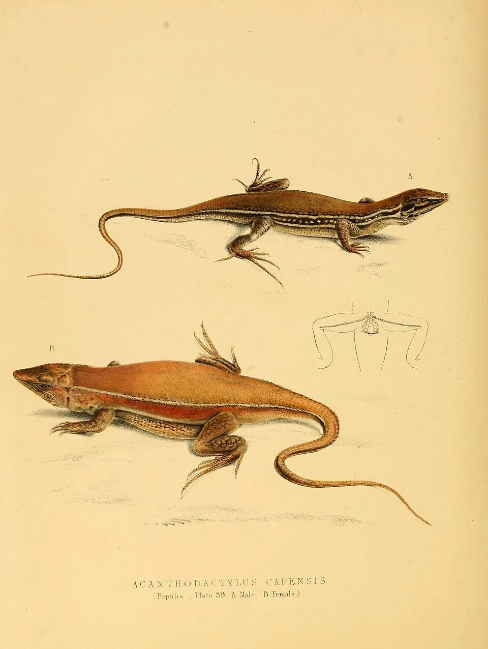 ■ 
A.C k NTHODACTYLUS C A 1 ' K N SI S 

Reptiha Plate 59 A Male B Female )