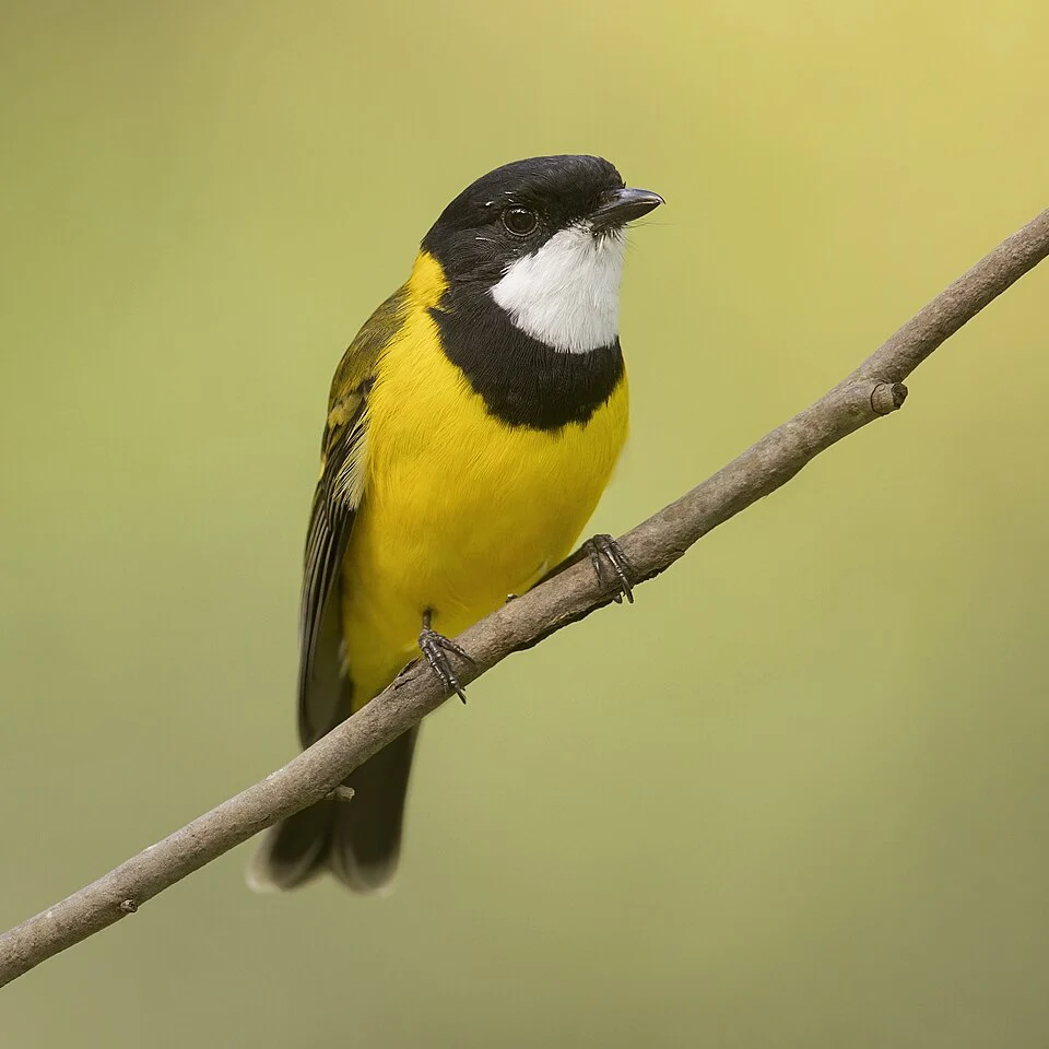 Australian golden whistler (ssp. youngi), Brunkerville, New South Wales, Australia