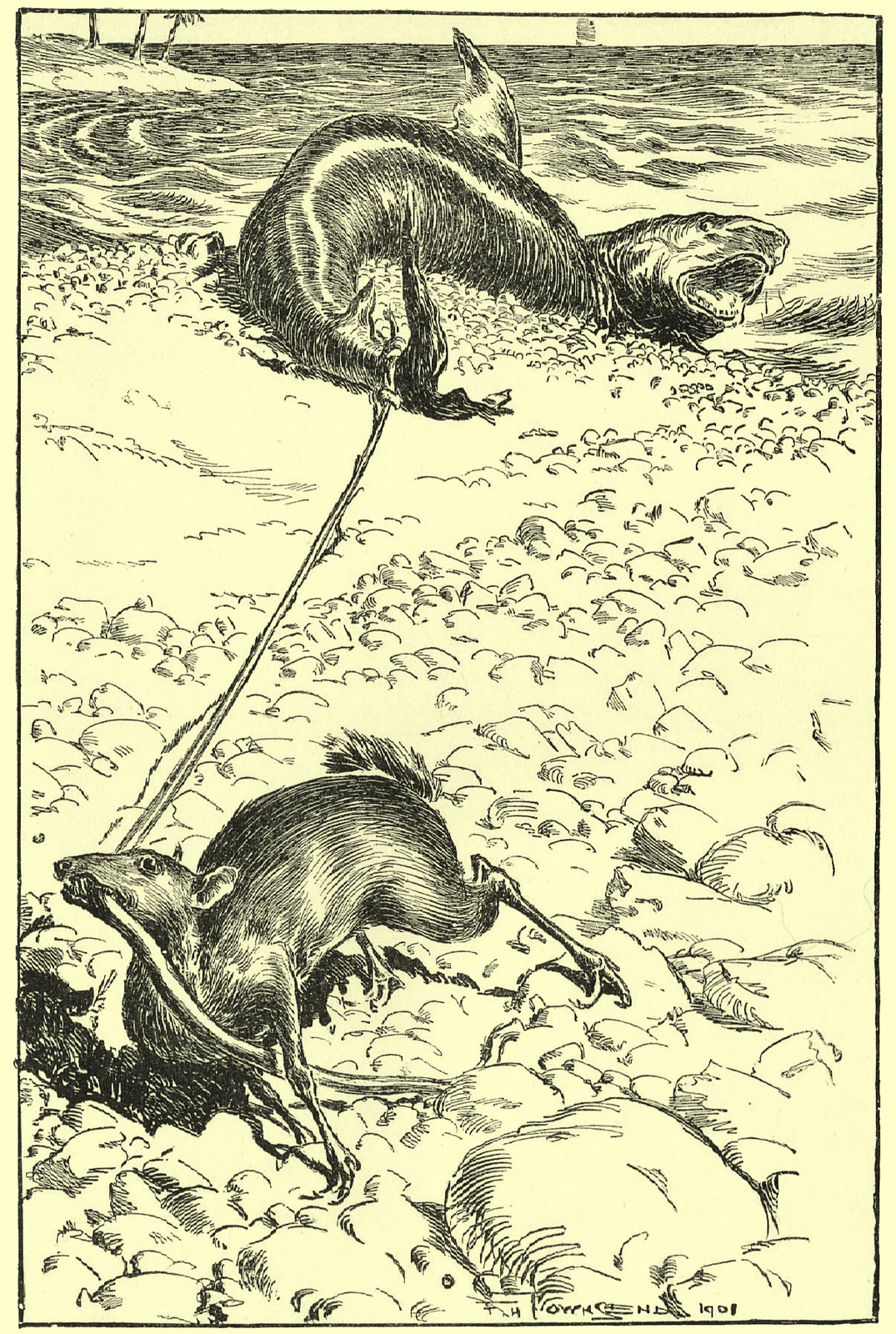 Townsend’s mouse-deer dragging a shark ashore by a cane tied to its tail