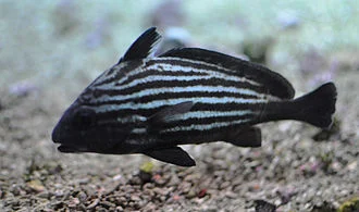 Pareques acuminatus