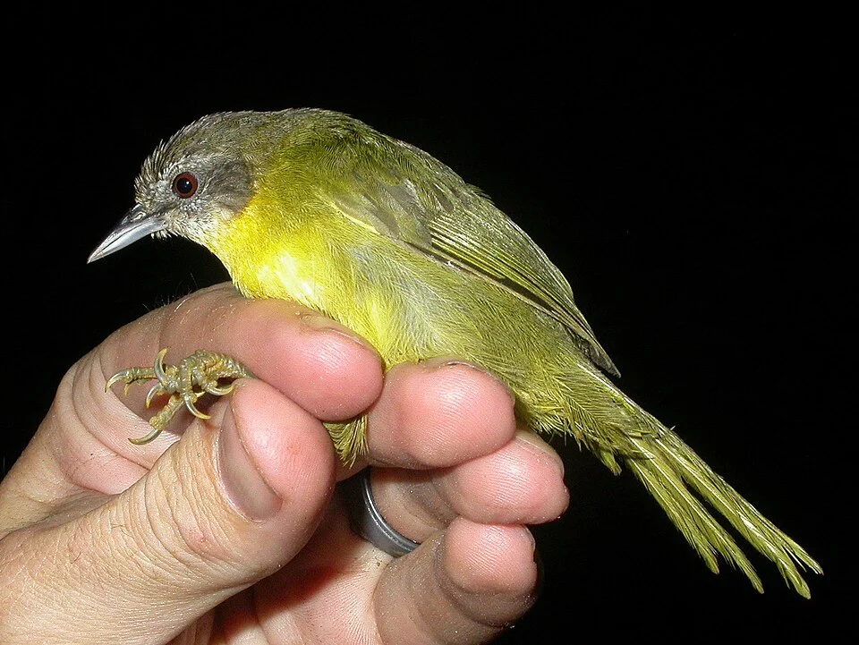 Photo of Wedge-tailed Jery uploaded from iNaturalist.