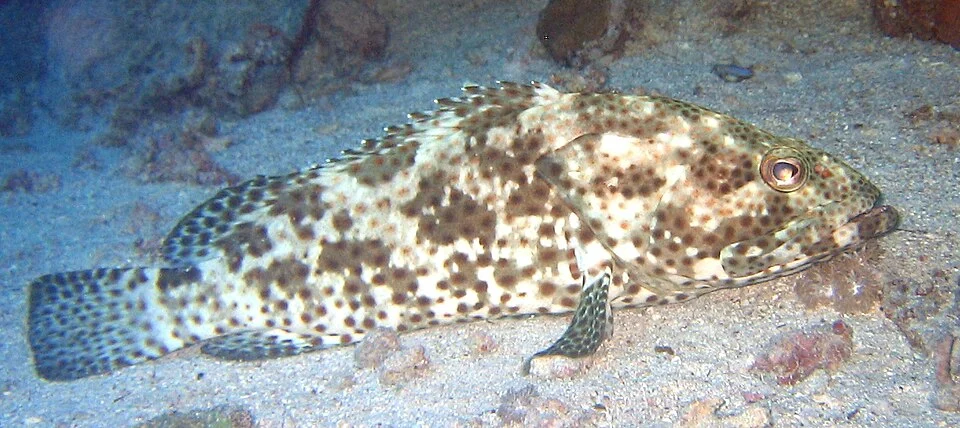 Mérou marbré, Egypte 2006, A. Laydier