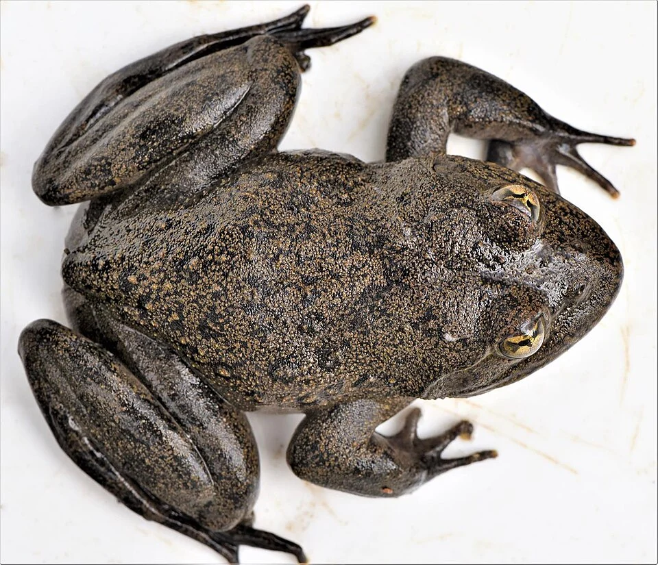 Maluti River Frog (Amietia vertebralis) in Lesotho. Species of amphibian.