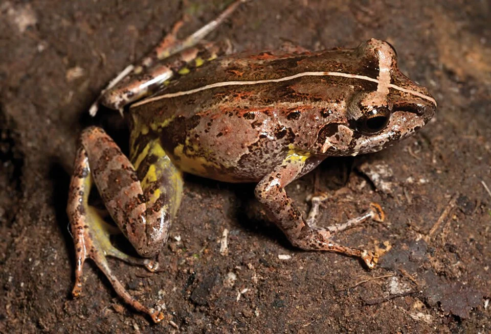 Platymantis cornutus (KU 330390) from mid-elevation of Mt. Cagua. Note diagnostic yellow inguinal coloration and white infratympanic tubercle. Photo: RMB.