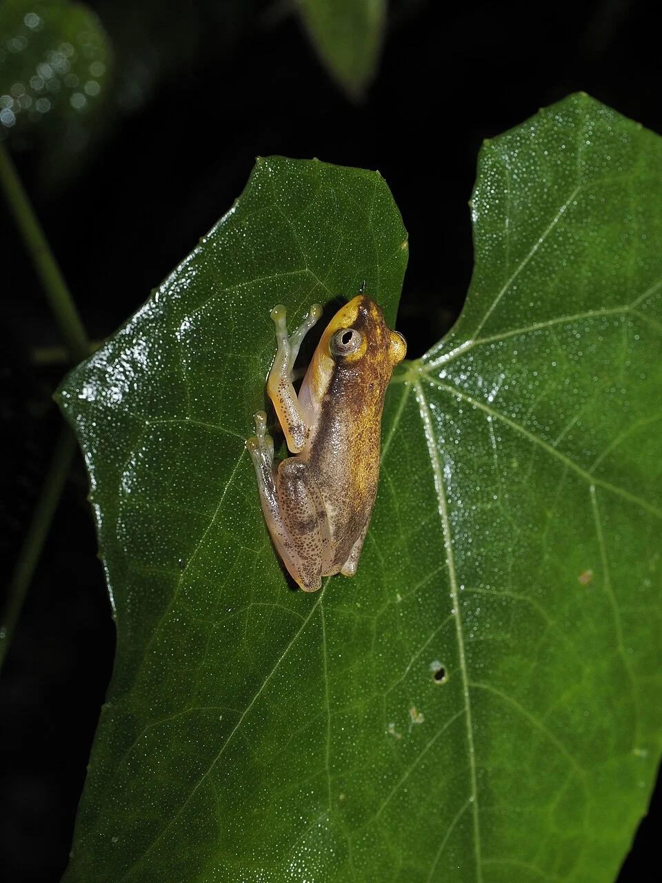 Feihyla vittiger, Indonesia, 2025-01-21 (iNaturalist).