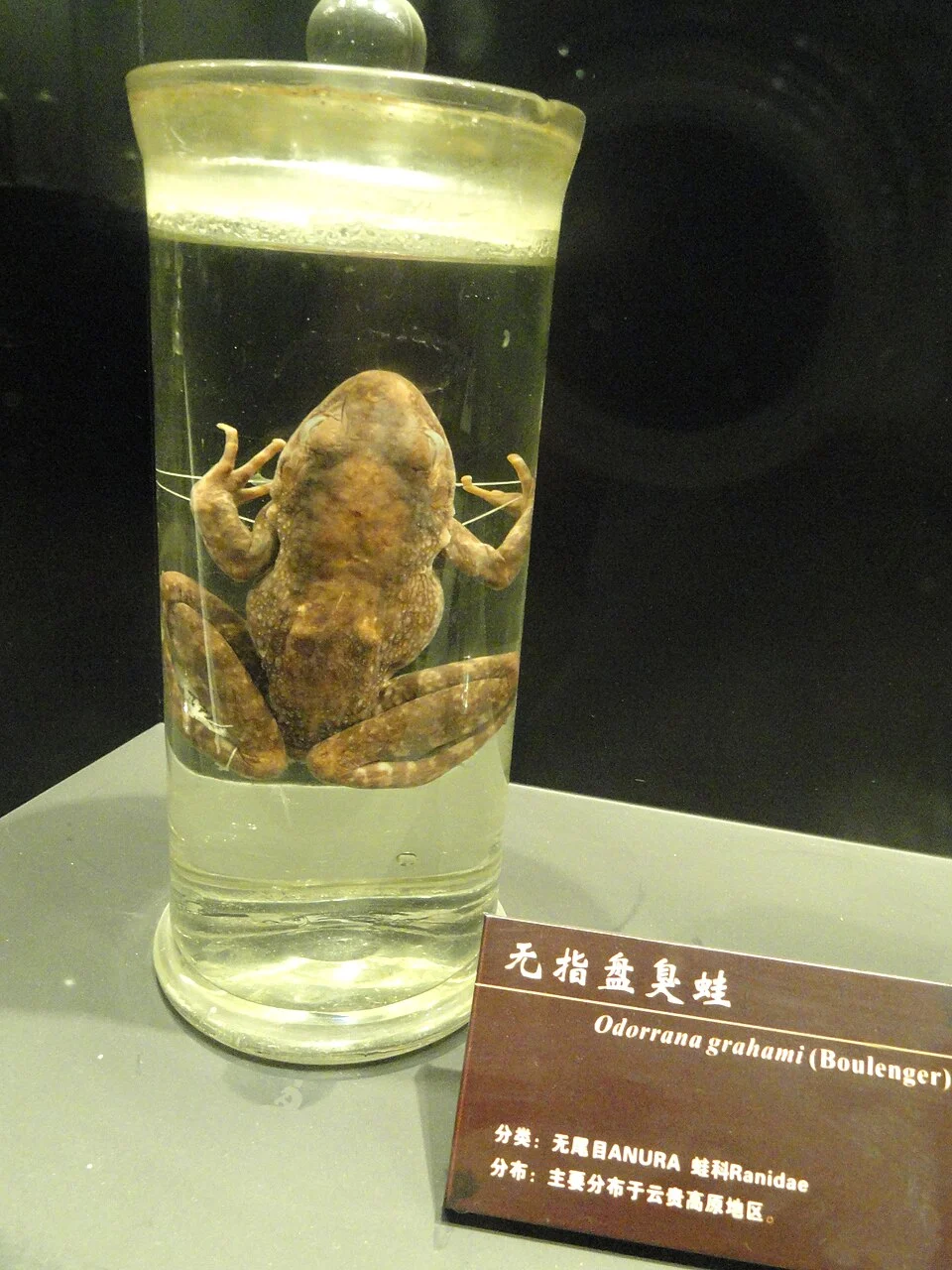 Preserved specimens in the Kunming Natural History Museum of Zoology (昆明动物博物馆), Kunming, Yunnan, China.