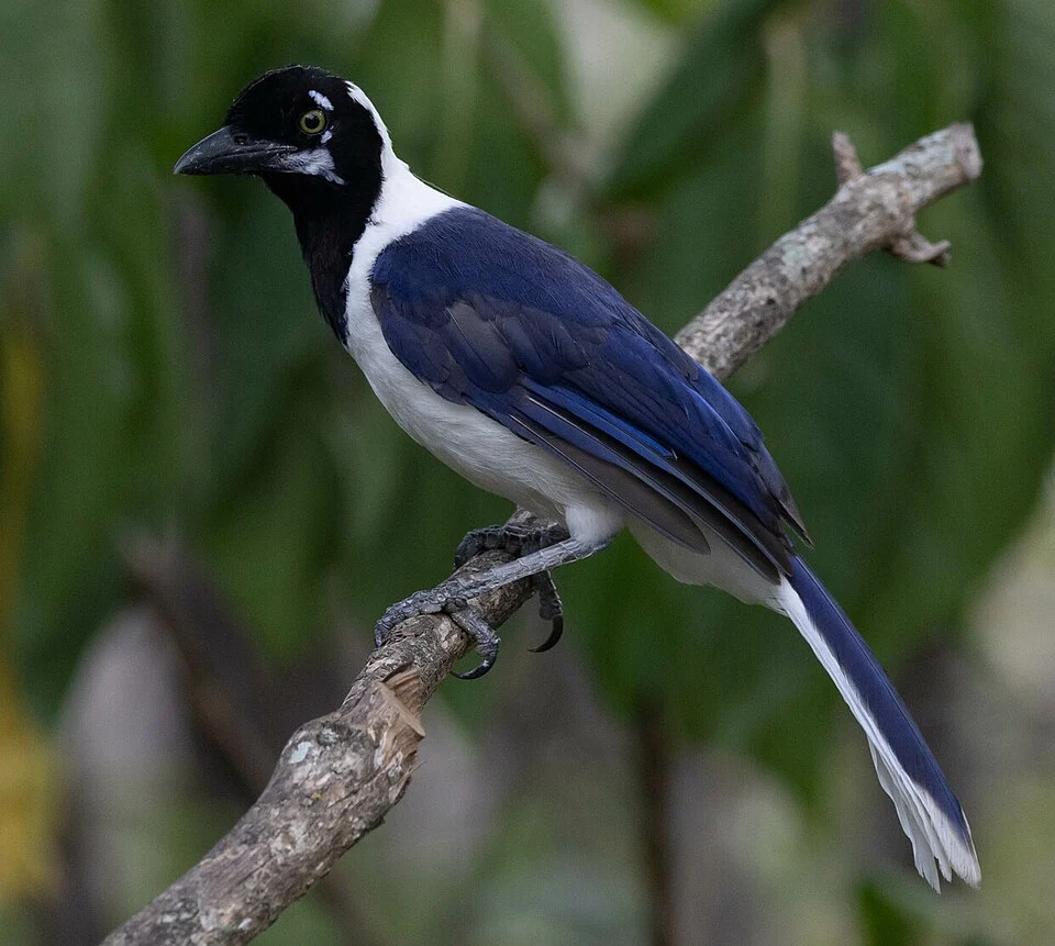 White-tailed Jay (Cyanocorax mystacalis)